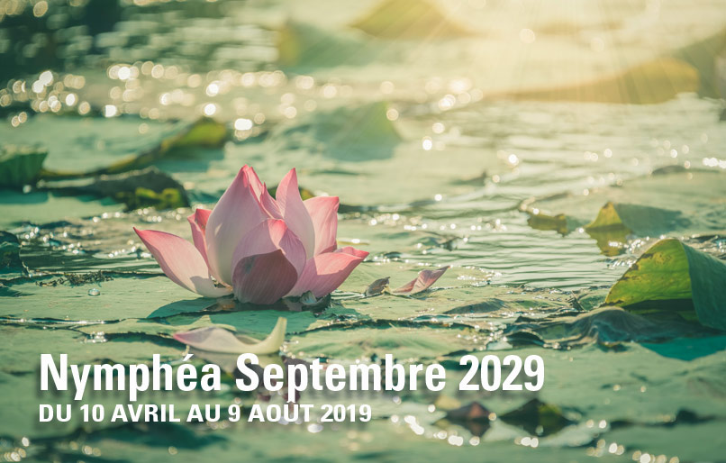 Une Nymphea 2